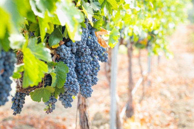 Vineyard with Lush, Ripe Wine Grapes on the Vine Ready for Harvest