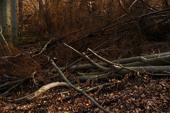 Fallen tree on ground in forest