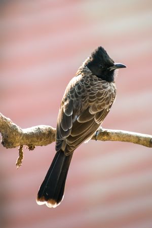 A Red-vented Bulbul sitting on a branch on a tree in Mumbai, India