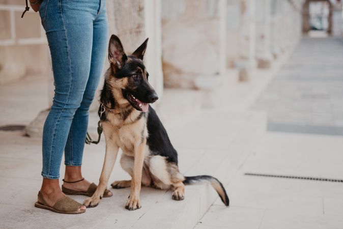 Adorable german shepherd with owner on street