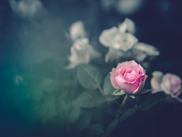 Pretty flower growing in garden