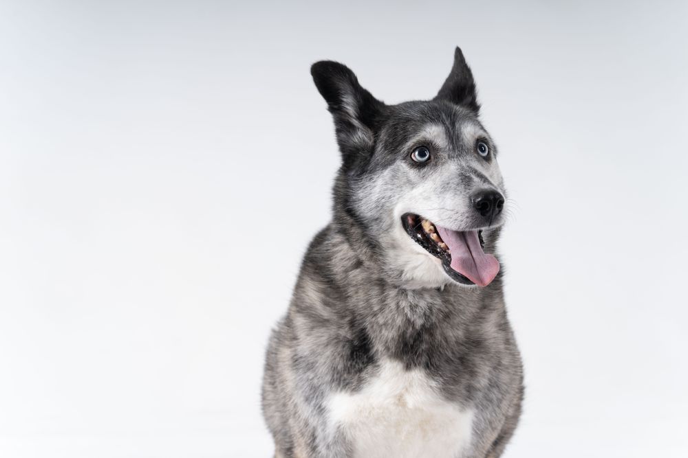 Australian shepherd in studio portrait