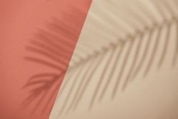 Top view of tropical leaf shadow on orange and sand color background