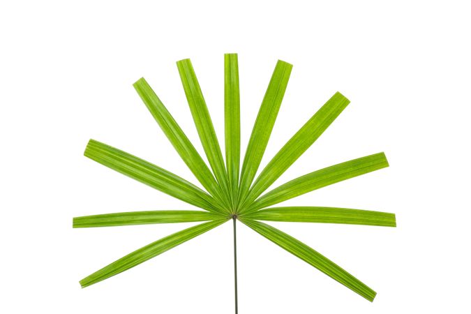 Green leaves of palm tree isolated on plain background