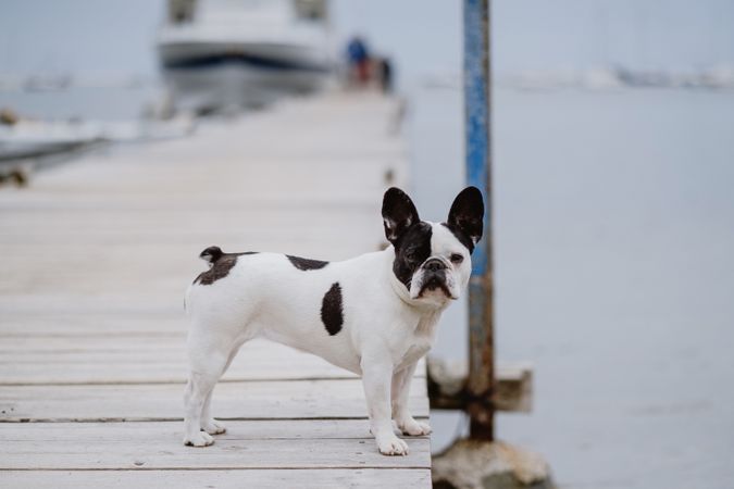 Cute dog on pier near sea