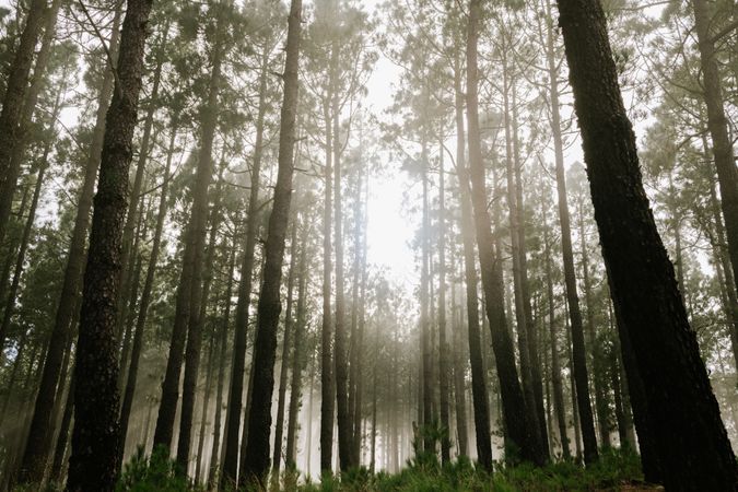 Forest with mossy trees
