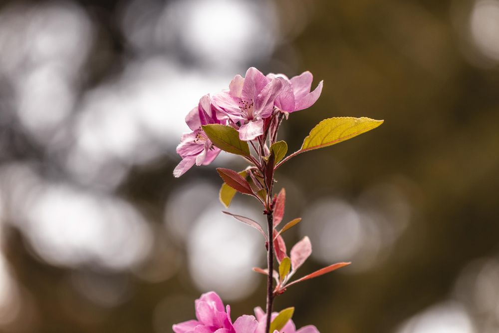 Detail of branch of small pink flowers