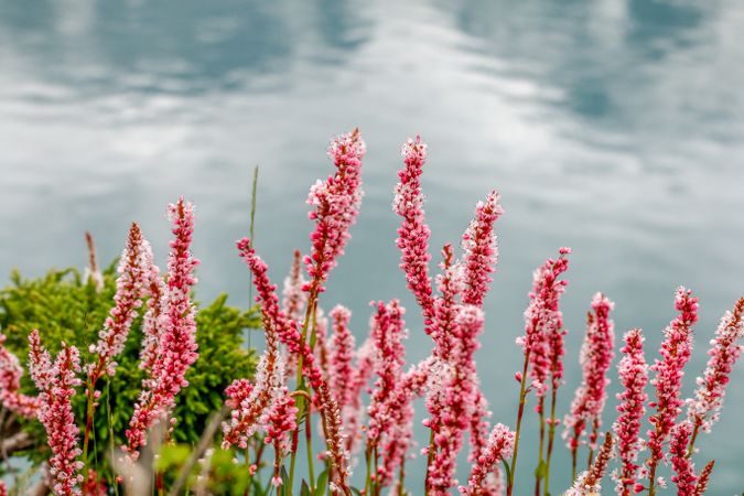 Beautiful pink flowers lining Katora Lake
