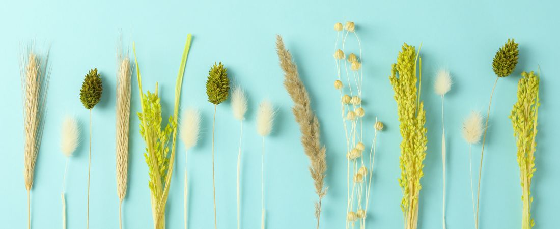Dried flower bunch in row on blue background