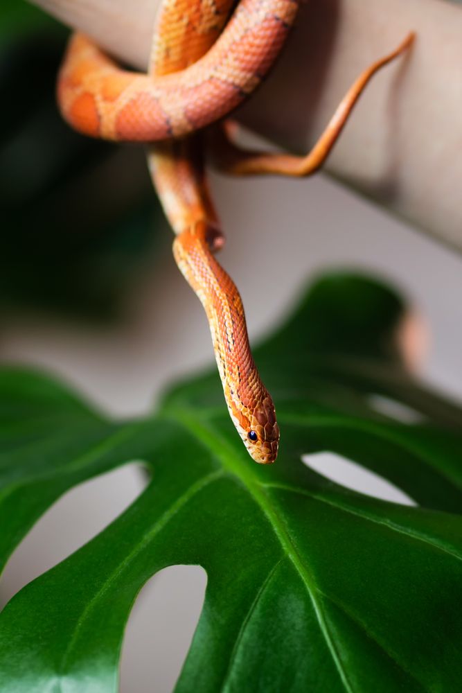 Corn snake wrapped around woman hand with monstera leaf in background