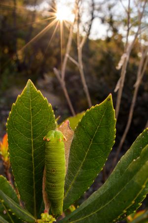 Green lizard sitting in grass