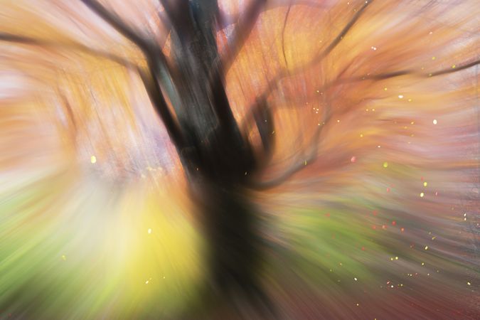 Blurred trees in forest