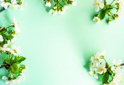 Spring floral frame with cherry blossoms on pastel green background