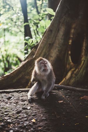 Cute monkey on stone ground in tropical woods