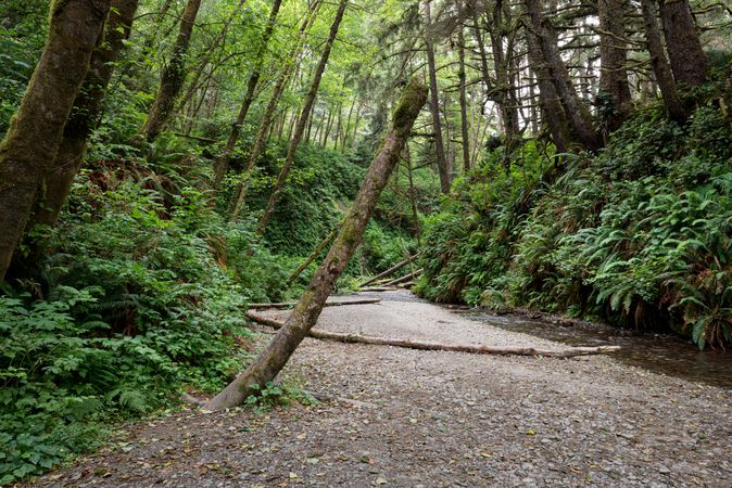 Trail near stream in lush California forest