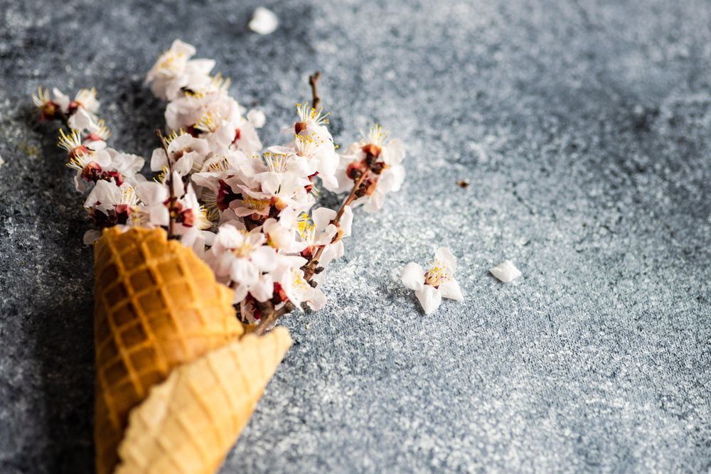 Spring floral concept with apricot blossom in waffle cone on grey background