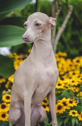 Obedient dog sitting on parapet by flowers