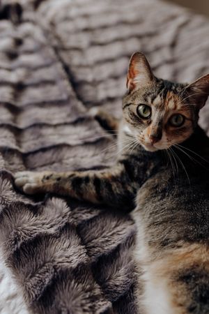 Cat lying on comfortable bed