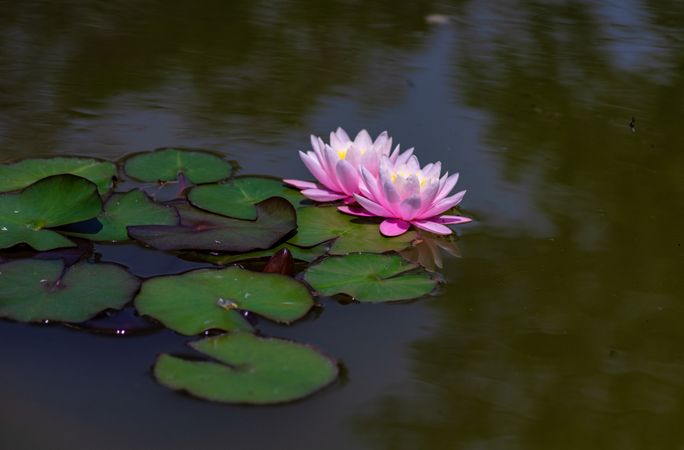 Water lily flowers