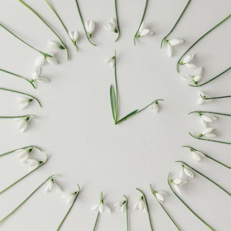Snowdrop flowers in clock shape on bright background