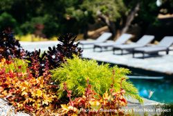Colorful bed of succulents with a swimming pool and lounge chairs in the background 4mLkd5