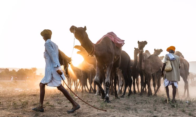Indian men with herd of camels in Pushkar, Rajasthan, India