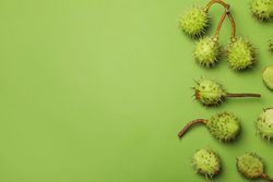 Fresh and ripe chestnuts, space for text