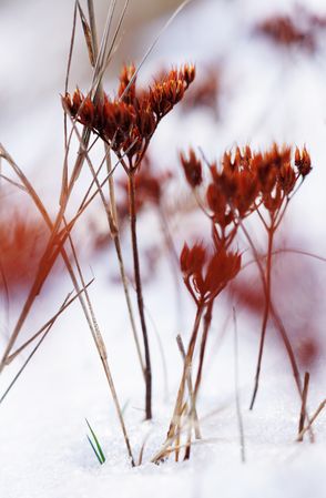 Orange flowers on meadow in winter
