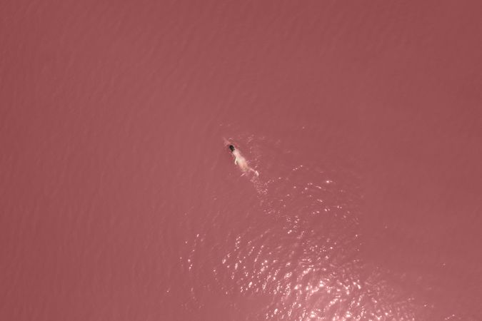 Far away aerial image of woman swimming in pink water