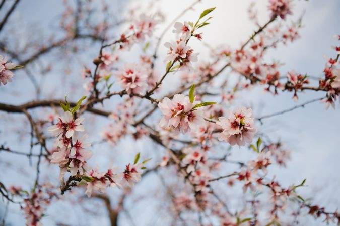 Tree branch with flowers in garden