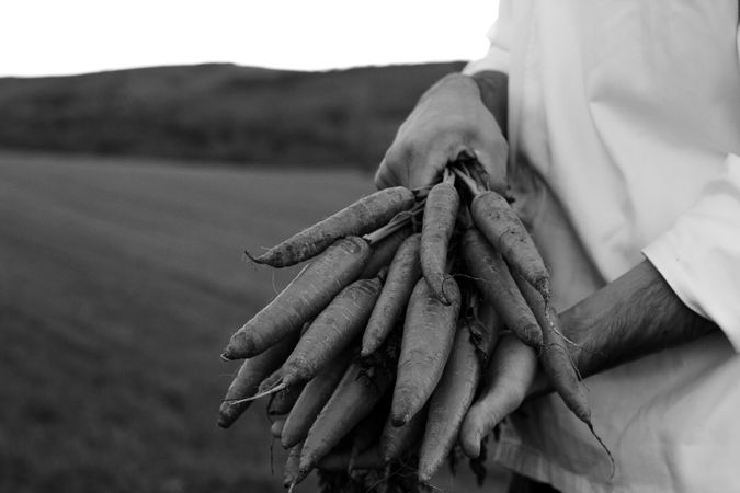 Ripe orange carrots in hands of farmer