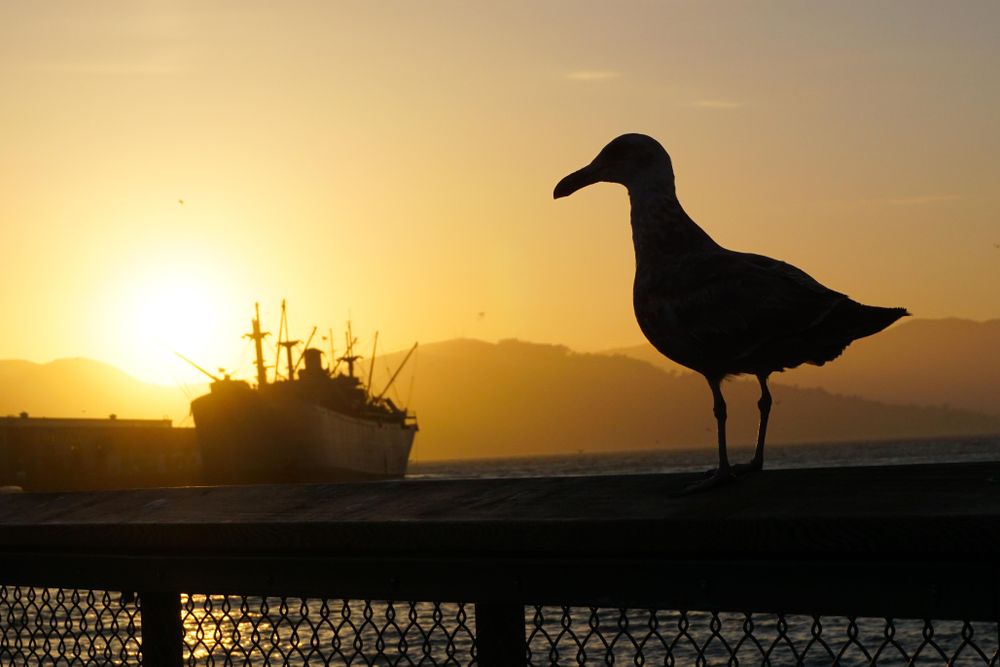 Silhouette of seagull on fence near sea and ship during sunset