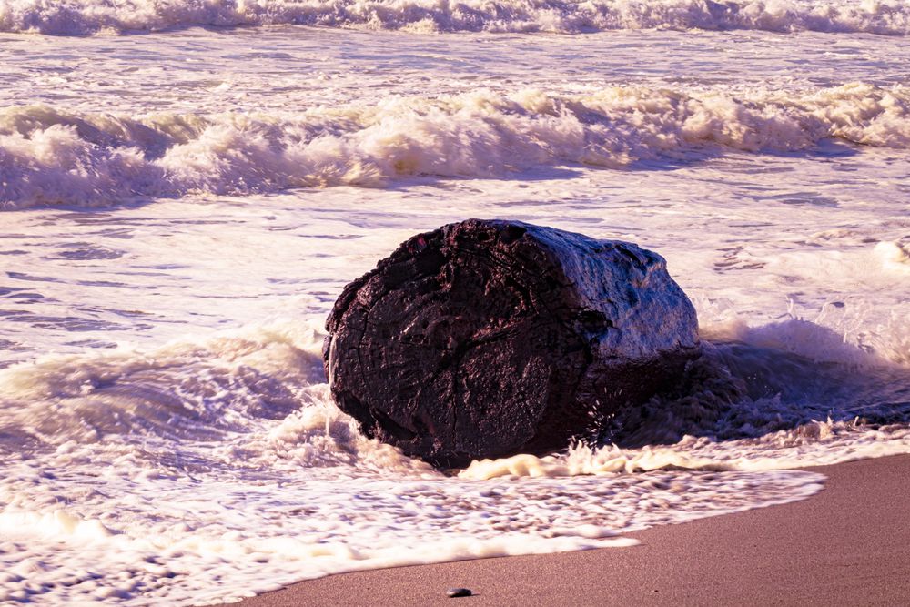 Tree trunk being washed ashore on beach