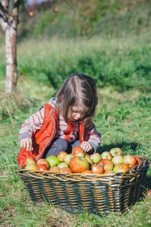 Little girl looking through apples in basket from harvest
