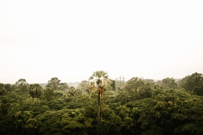 Green trees in forest and cloudy sky