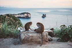 Monkeys on coast against dusky ocean