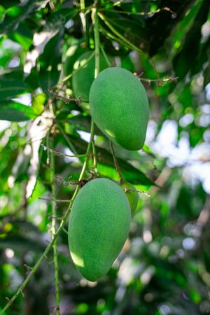Green mangoes hanging from a tree