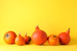 Pumpkins on yellow background, space for text