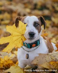 Dog holding brown dried leaves 5n36l4
