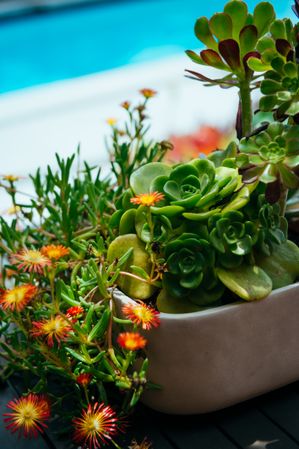 Planter with succulents