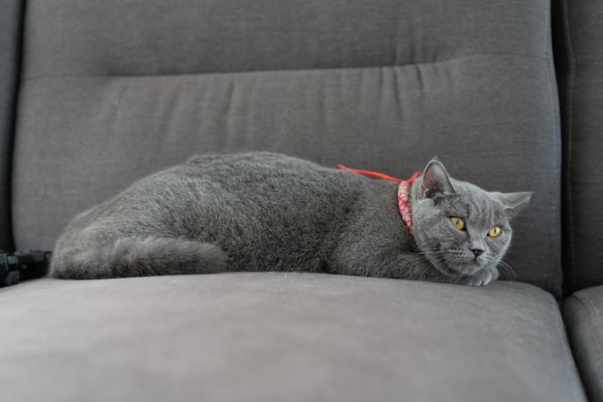 British Shorthair cat resting on sofa
