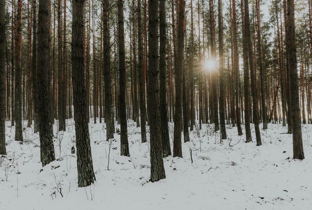 Winter forest at sunrise