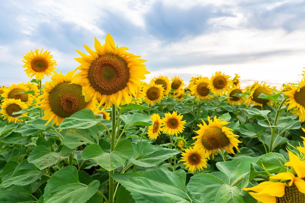 Sunflower field under blue sky