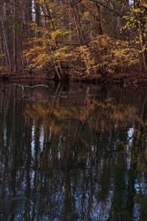 Yellow and red trees and leaves surrounding a pond in a forest, vertical
