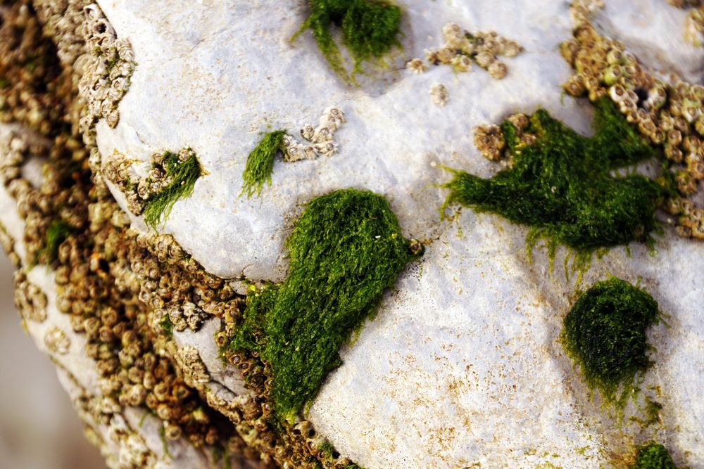 Closeup of green fluffy moss on stone