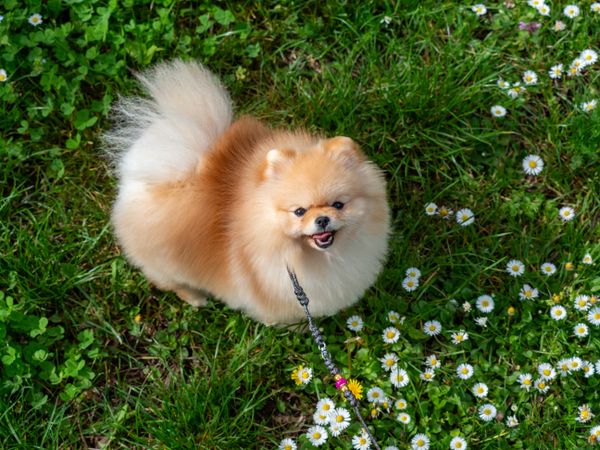 A funny spitz, a tiny dog.