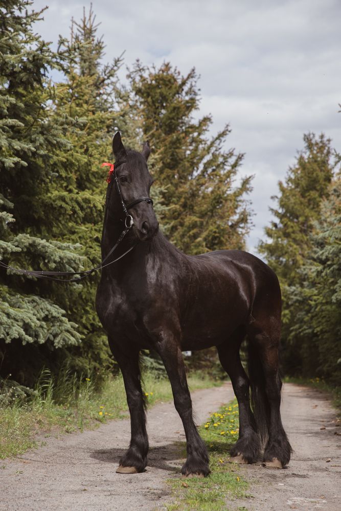 Dark horse between trees