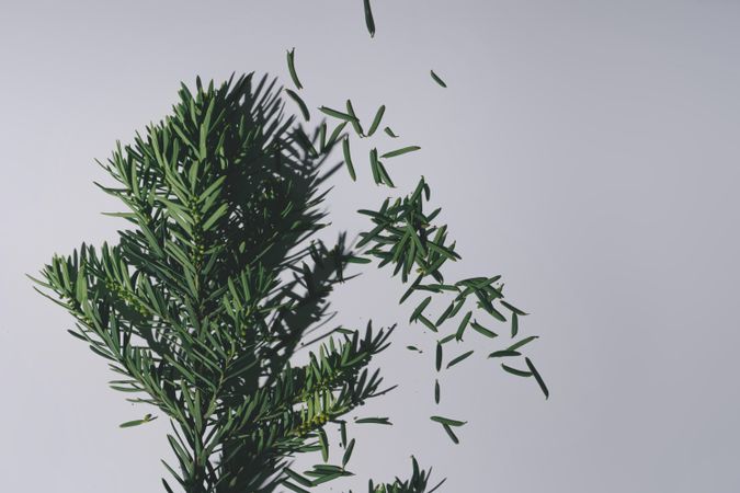 Pine branch of Christmas tree on grey background