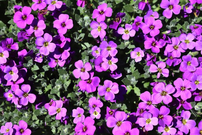 Beautiful flowers in a european garden in different colors