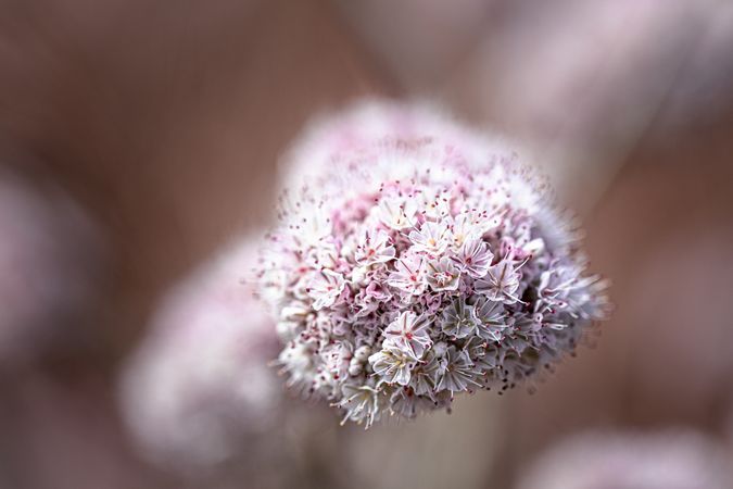 Small flowers with pink streaks, close up